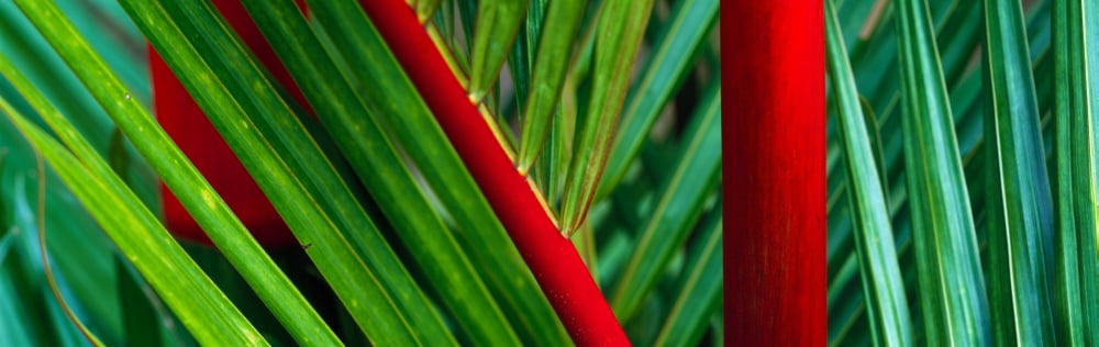Detail of palm leaves Hawaii Islands Hawaii USA Canvas Art - Panoramic Images (12 x 36)