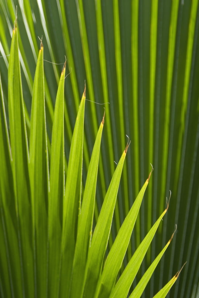 Detail of palm tree Grenada Canvas Art - Ian Cumming Design Pics (12 x 19)