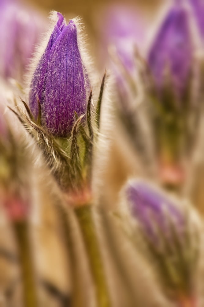 Detail of purple crocus at sunset whitehorse yukon canada Canvas Art - Robert Postma Design Pics (24 x 38)