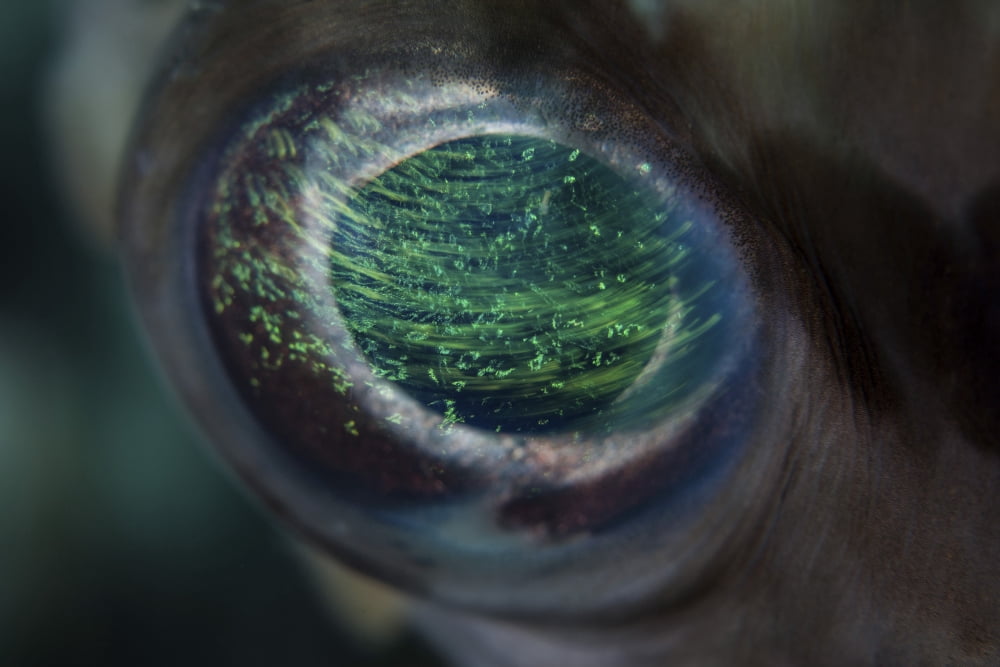 Detail of the eye of a porcupinefish Canvas Art - Ethan DanielsStocktrek Images (17 x 12)