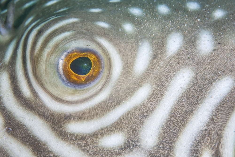 Detail of the eye of a reticulated pufferfish Canvas Art - Ethan DanielsStocktrek Images (34 x 23)