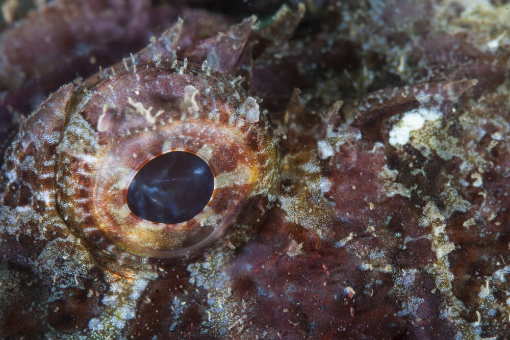 Detail of the eye of a scorpionfish Canvas Art - Ethan DanielsStocktrek Images (34 x 23)