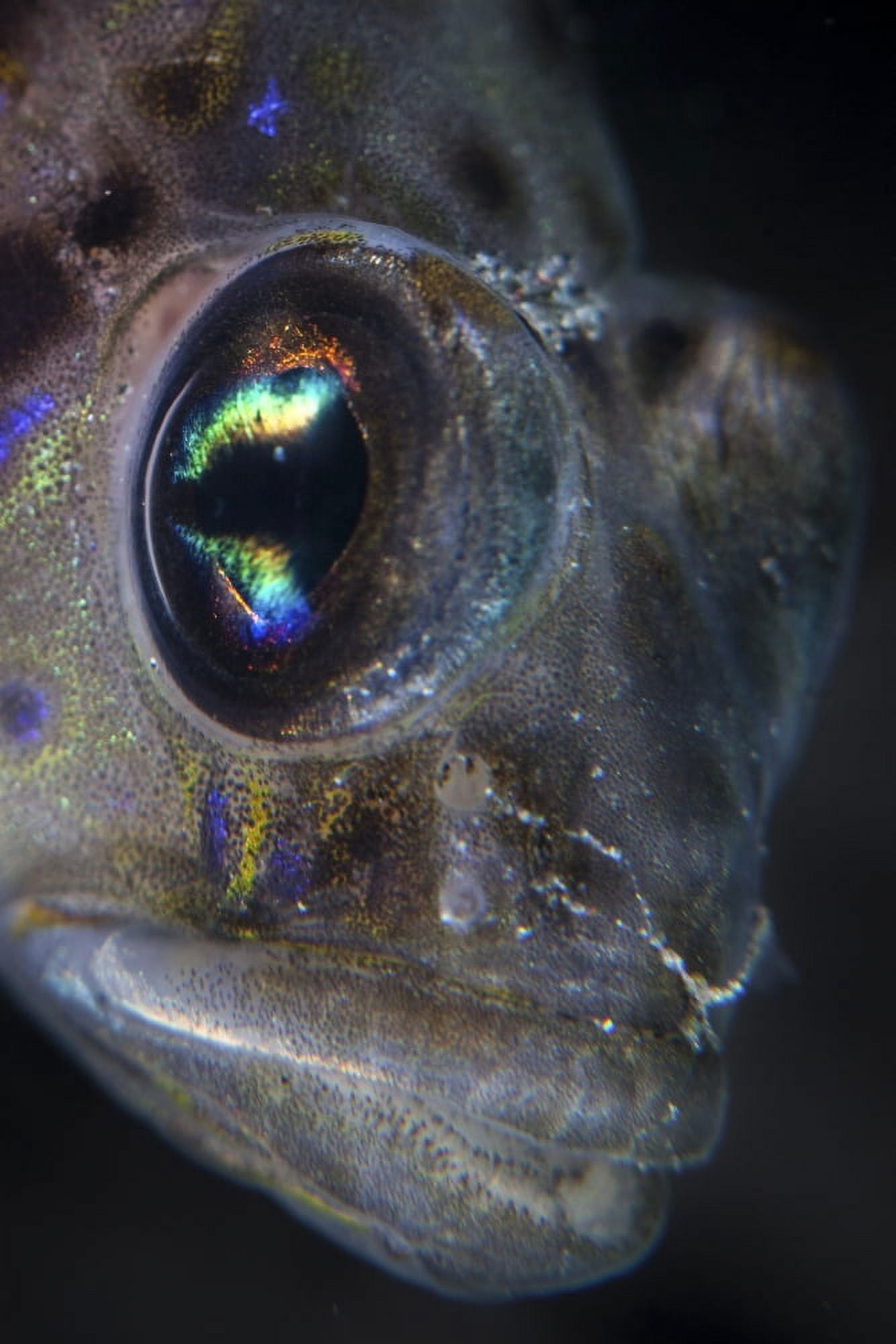 Detail of the face and eye of a goby fish Canvas Art - Ethan DanielsStocktrek Images (23 x 34)