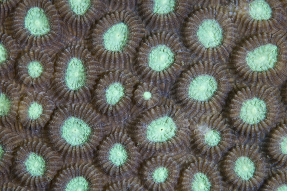 Detail of the polyps of a reef-building coral Canvas Art - Ethan DanielsStocktrek Images (34 x 23)