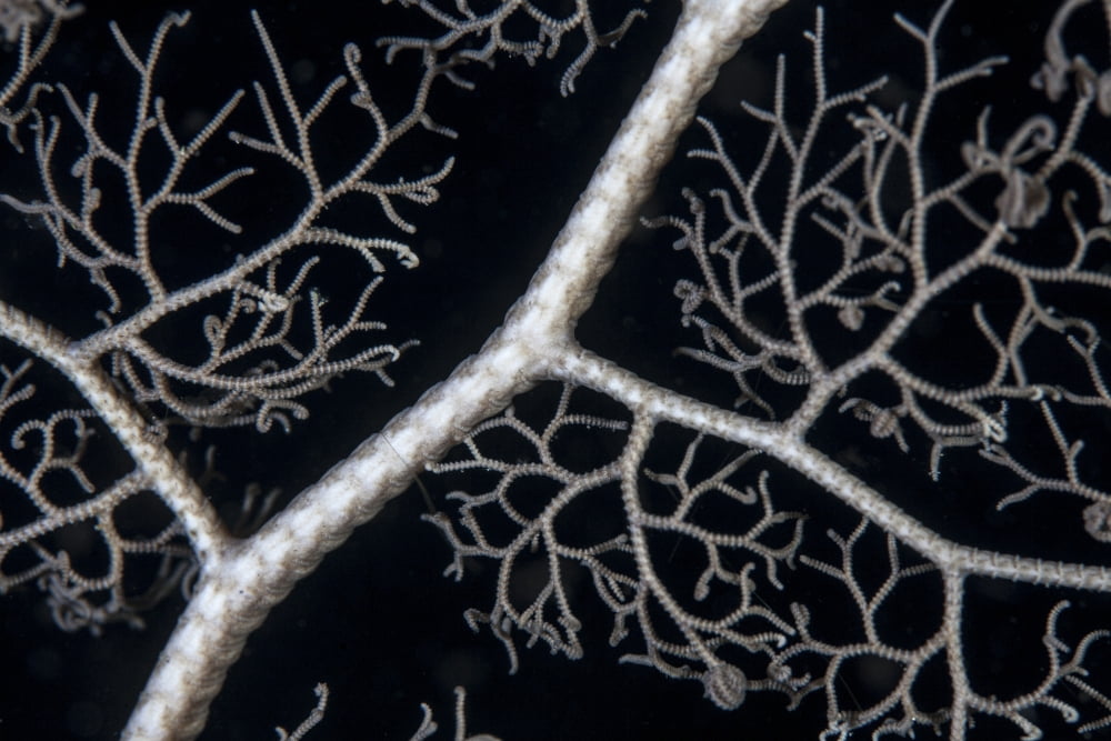 Detail on a giant basket star Canvas Art - Ethan DanielsStocktrek Images (17 x 12)
