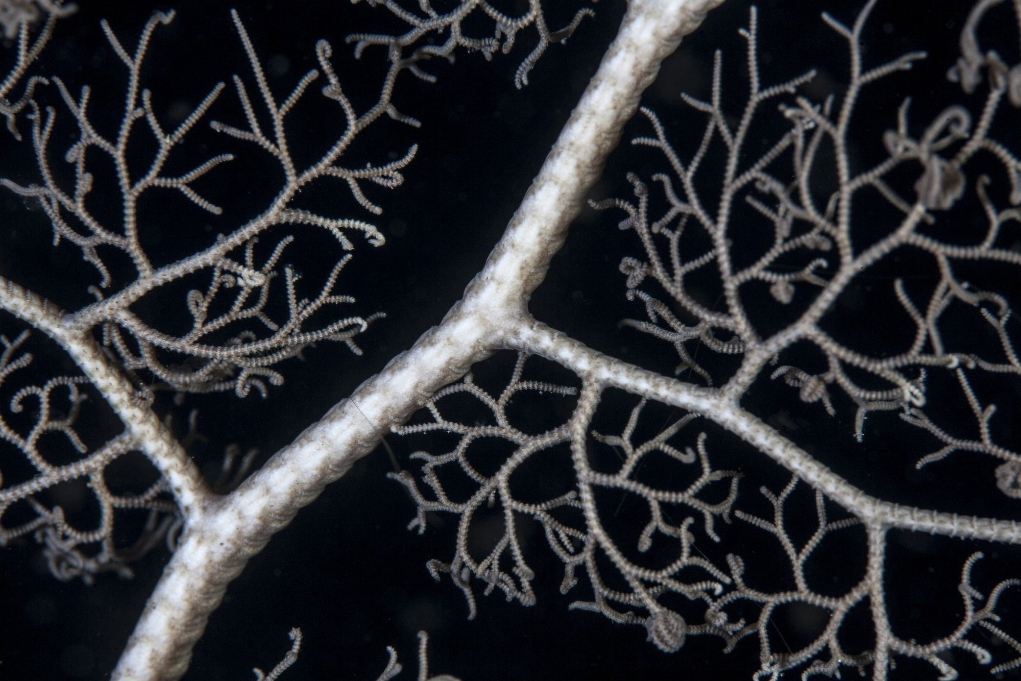 Detail on a giant basket star Canvas Art - Ethan DanielsStocktrek Images (34 x 23)