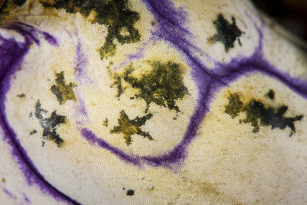 Detail on the body of a Polycarpa tunicate Canvas Art - Ethan DanielsStocktrek Images (17 x 12)