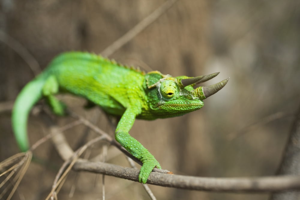 Detail of wild Jacksons Chameleon (Trioceros jacksonii) on Ironwood tree twig Big Island Hawaii United States of America Canvas Art - Charmian Vistaunet Design Pics (19 x 12)