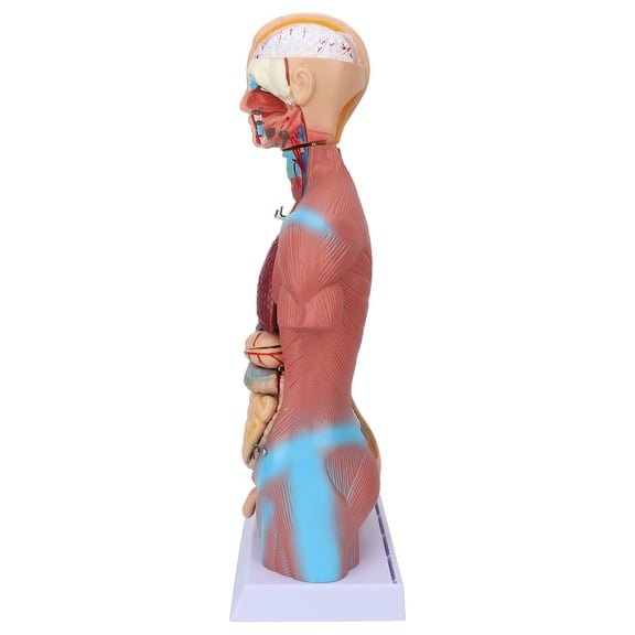 Detailed 45 cm / 17.7 inches Human Torso Anatomy Model Removable 3D Educational Body Structure Lesson Kit for Classroom Science Teaching and Learning