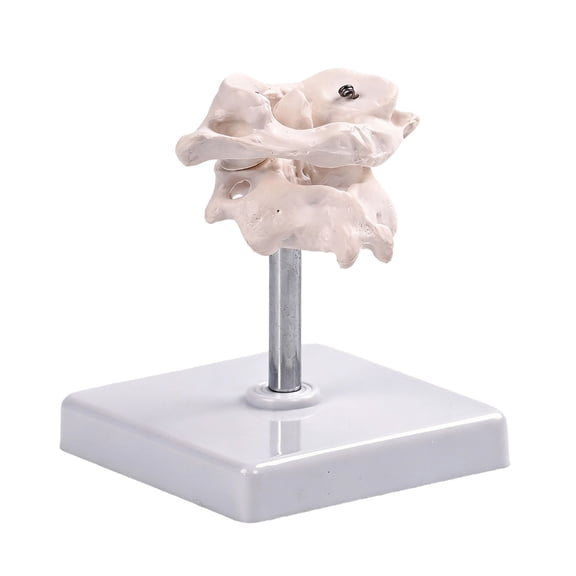 Model Of Occipital Bone For Education Professional Training Rotatable Design
