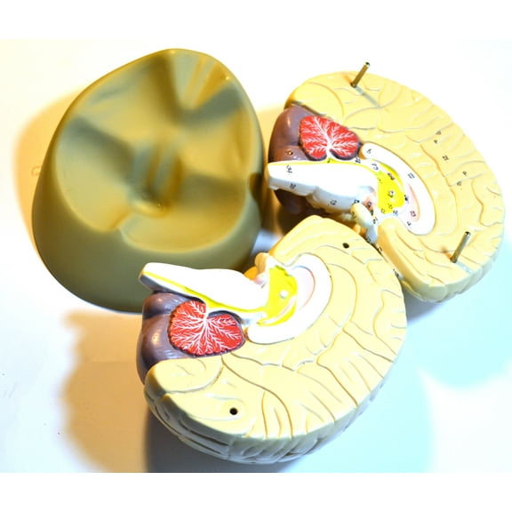 Detailed Human Brain Model; 2 Parts, 6.5"x6.5"