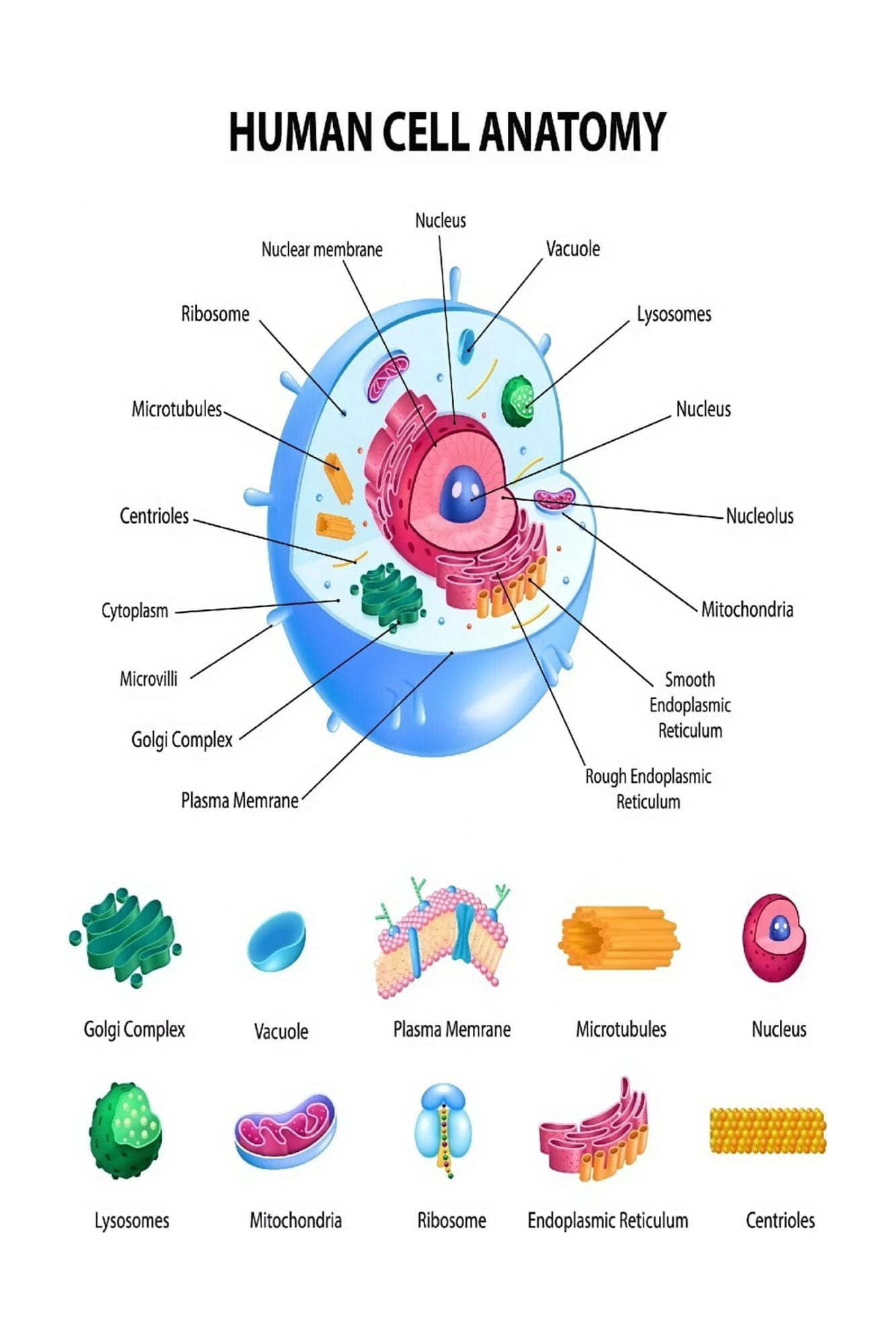 Detailed Human Cell Structure Poster Labeled Organelles Diagram Biology ...