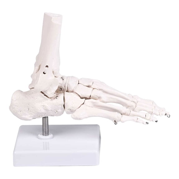 Detailed Human Foot Bone Anatomy Model Quality PVC For Medicals Education Clinical Training And Patient Communication
