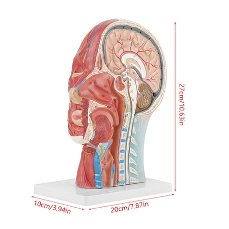 Detailed Human Head Anatomy Model Life Size Brain Median Section Model with Muscular and Vascular Nerve Structures for Medical Study and Classroom Teaching 10.6 Inches