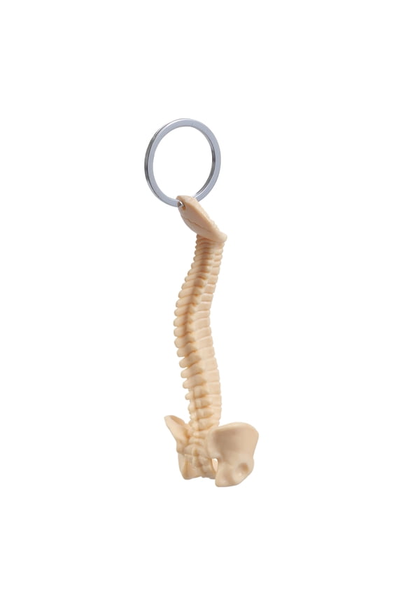 Detailed Human Spine Skeleton Keychain Anatomical Model Key Chain for Teaching and Ornamentation Doctor Accessories