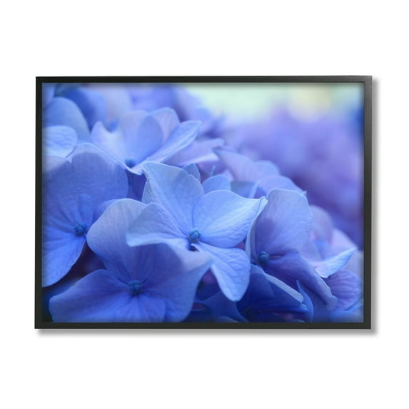 Detailed Hydrangea Close Up Petals Botanical & Floral Photograph Black Framed Art Print Wall Art