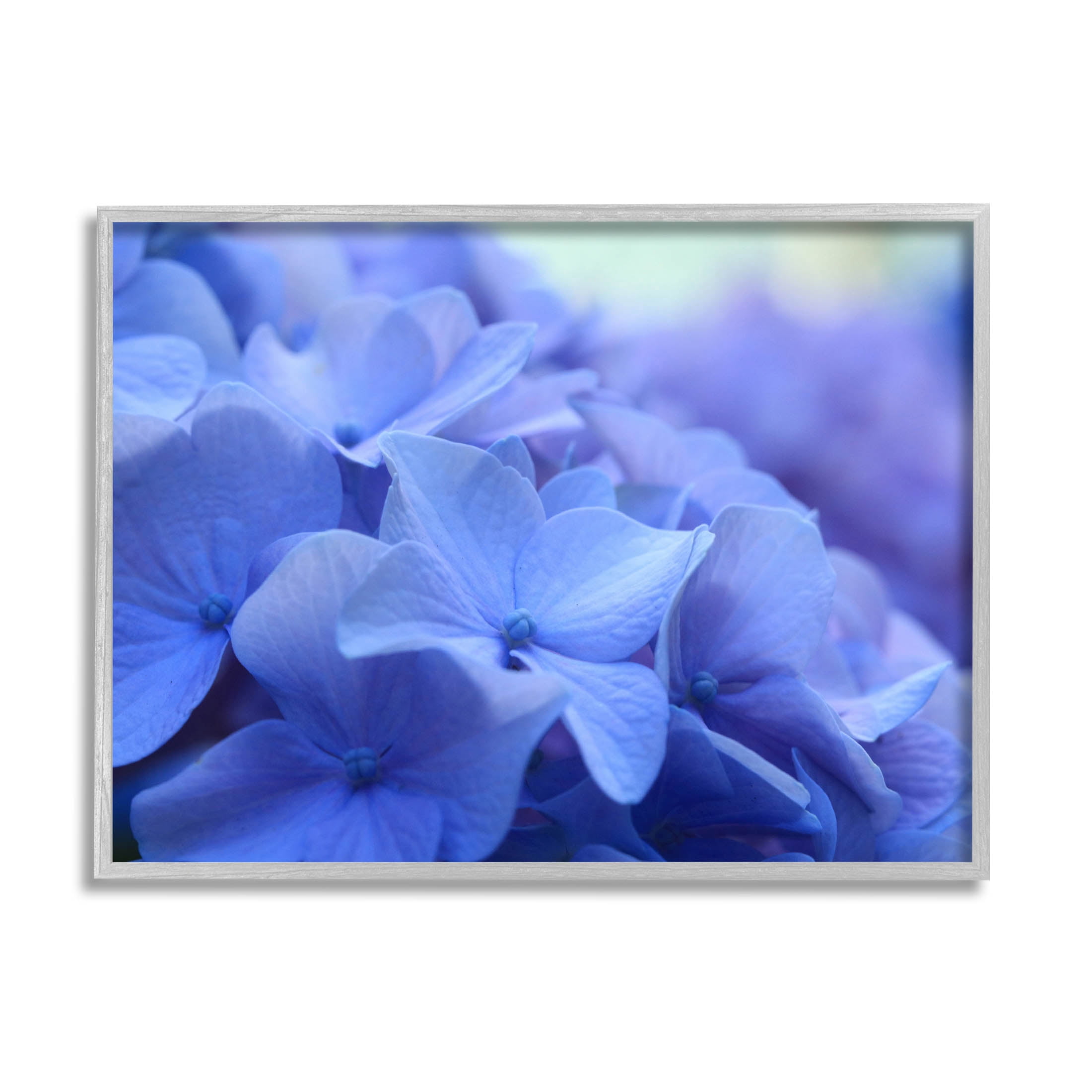 Detailed Hydrangea Close Up Petals Botanical & Floral Photograph Gray Framed Art Print Wall Art