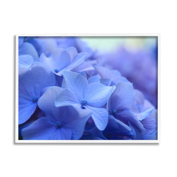 Detailed Hydrangea Close Up Petals Botanical & Floral Photograph White Framed Art Print Wall Art