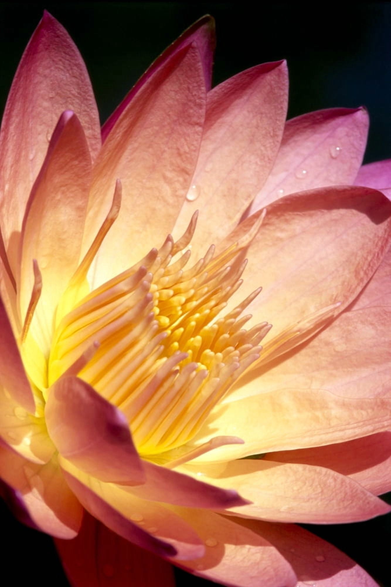Detailed Image Of Pink Water Lily With Yellow Inside Extreme Close-Up Canvas Art - Bill Brennan Design Pics (24 x 38)