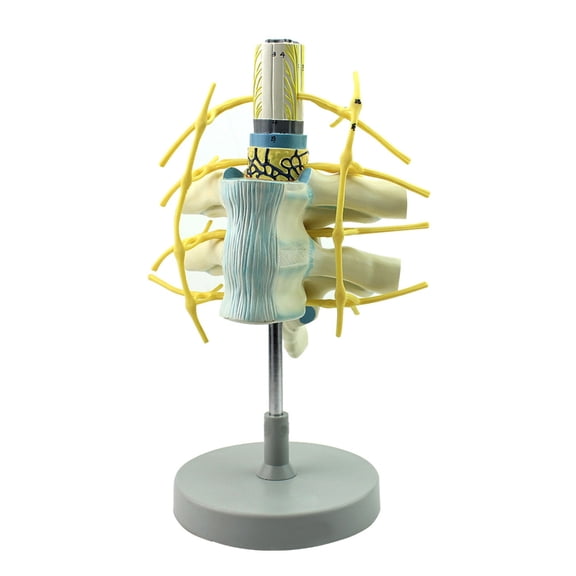Detailed PVC Spine Structure Model Demonstrating Nerve Footpaths