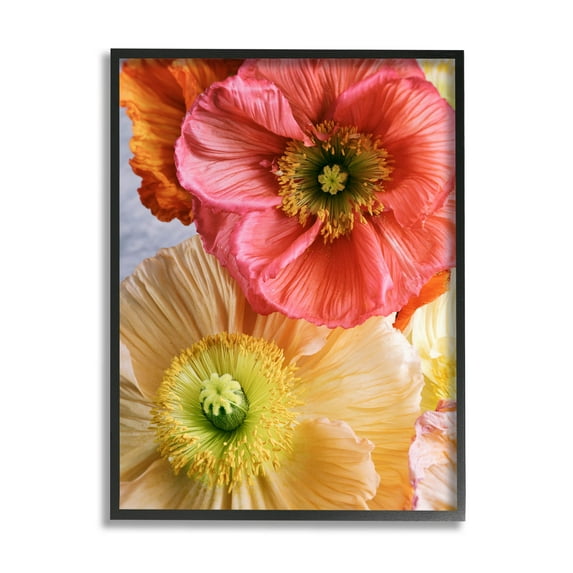 Detailed Poppy Flower Close Up Botanical & Floral Photograph Black Framed Art Print Wall Art