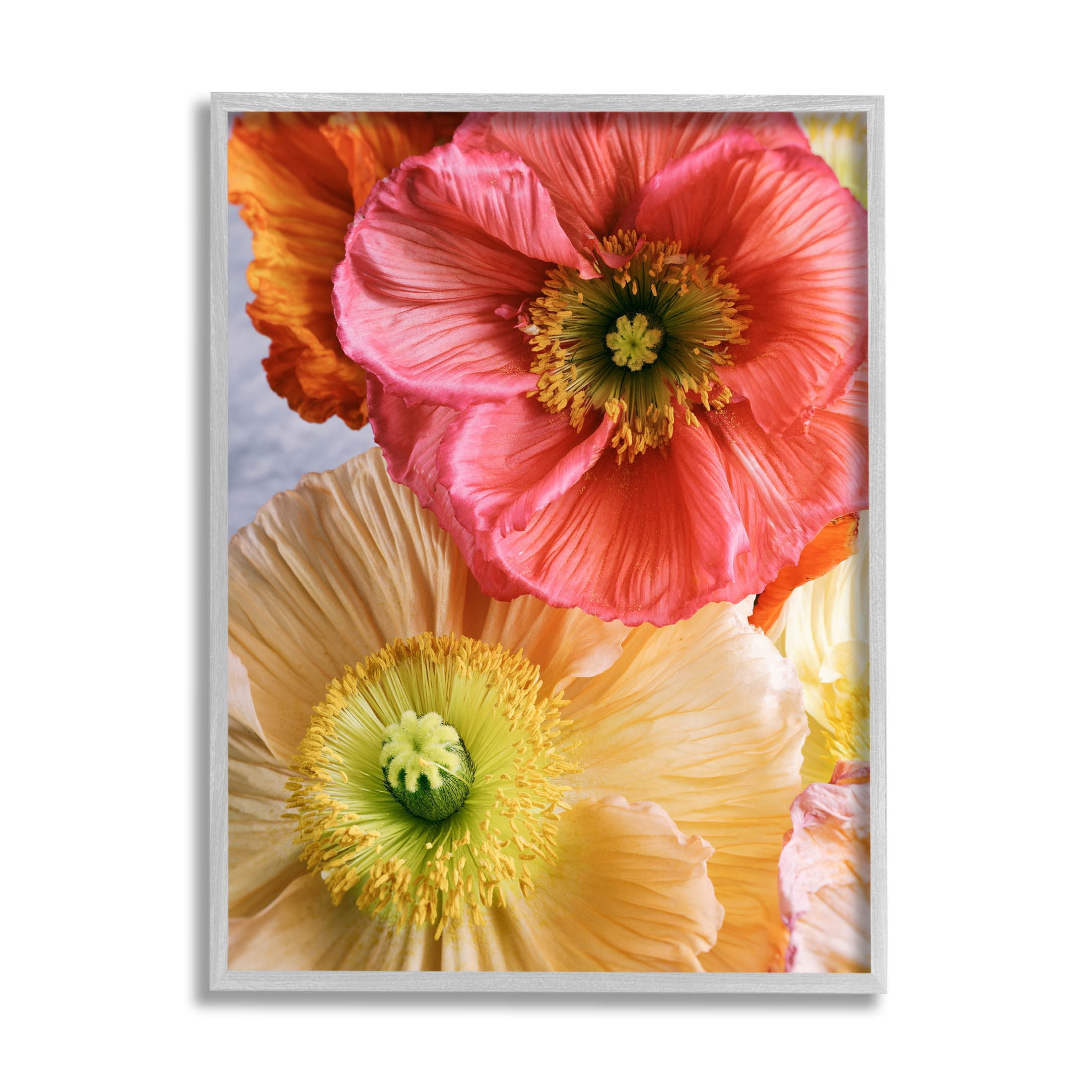 Detailed Poppy Flower Close Up Botanical & Floral Photograph Gray Framed Art Print Wall Art