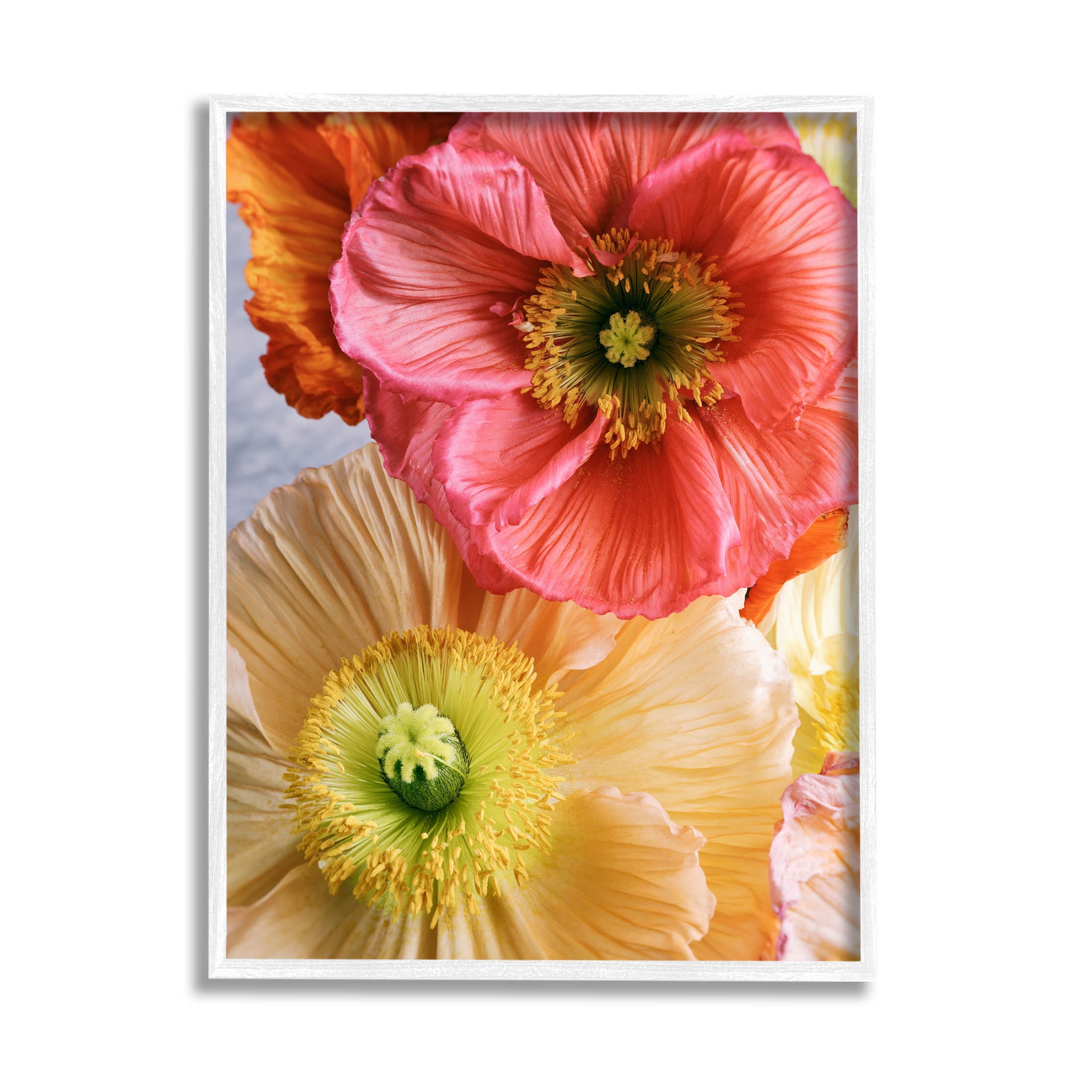 Detailed Poppy Flower Close Up Botanical & Floral Photograph White Framed Art Print Wall Art