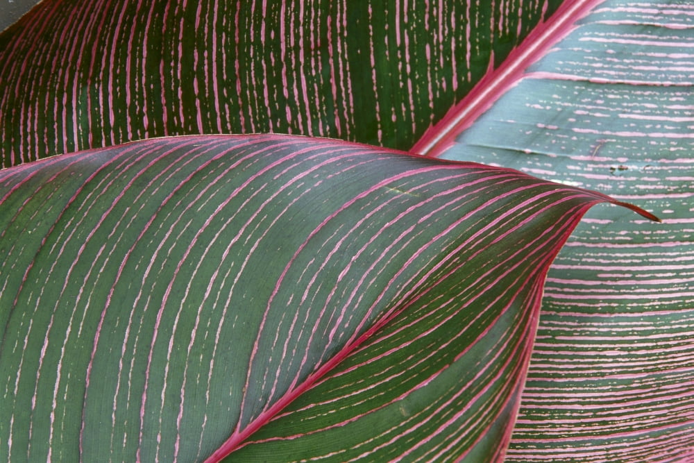 Detailed View Of A Heliconia Indica Leaf Green With Red Lines Canvas Art - Peter French Design Pics (19 x 12)