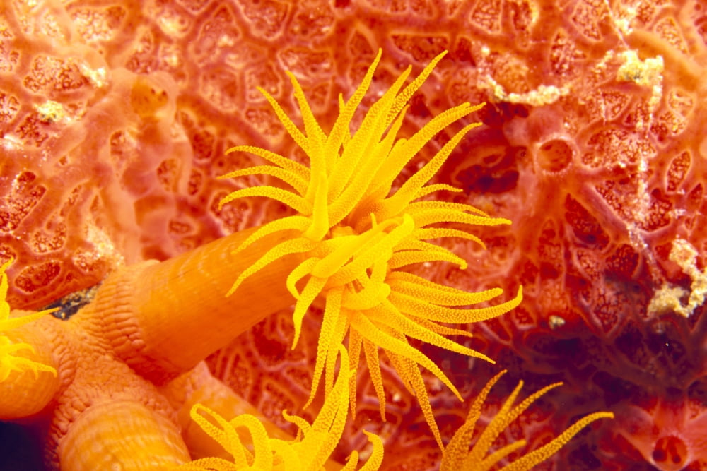 Detailed View Of Orange Tube Coral (Tubastrea Faulneri) Canvas Art - Dave Fleetham Design Pics (38 x 24)
