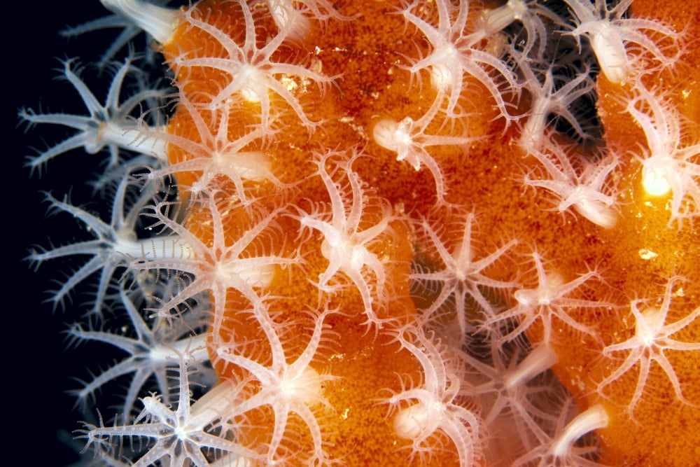 Detailed View Of Pink Sponge Covered Gorgonian Coral With Polyp Detail Canvas Art - Dave Fleetham Design Pics (19 x 12)