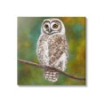 thumbnail image 1 of Detailed Wildlife Owl Bird Animals & Insects Painting Gallery Wrapped Canvas Print Wall Art, 1 of 7