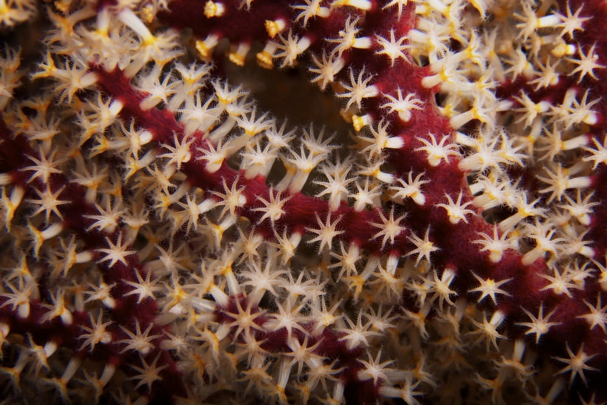 Detailed close-up view of soft coral polyps Fiji Canvas Art - Terry MooreStocktrek Images (35 x 23)