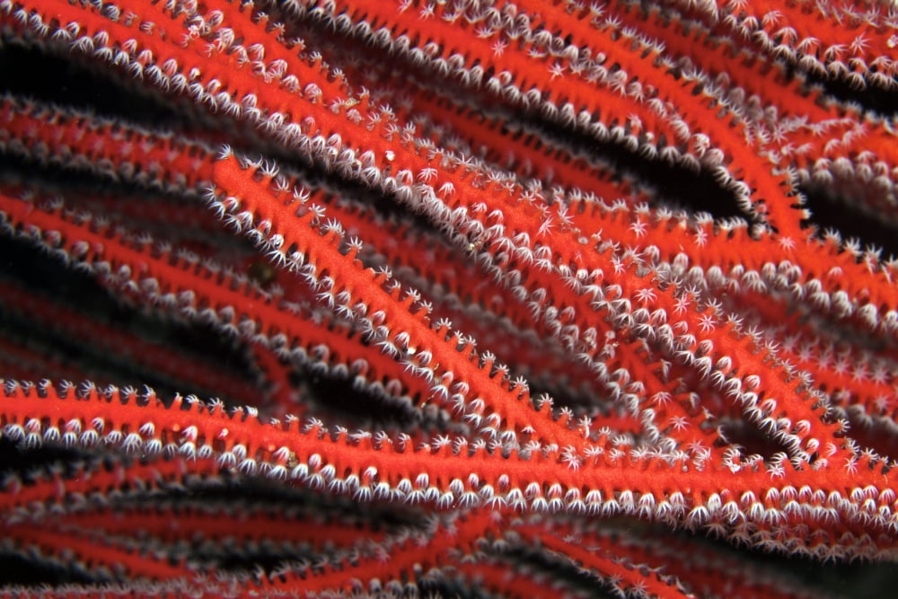 Detailed close-up view of soft coral polyps feeding Fiji Canvas Art - Terry MooreStocktrek Images (35 x 23)