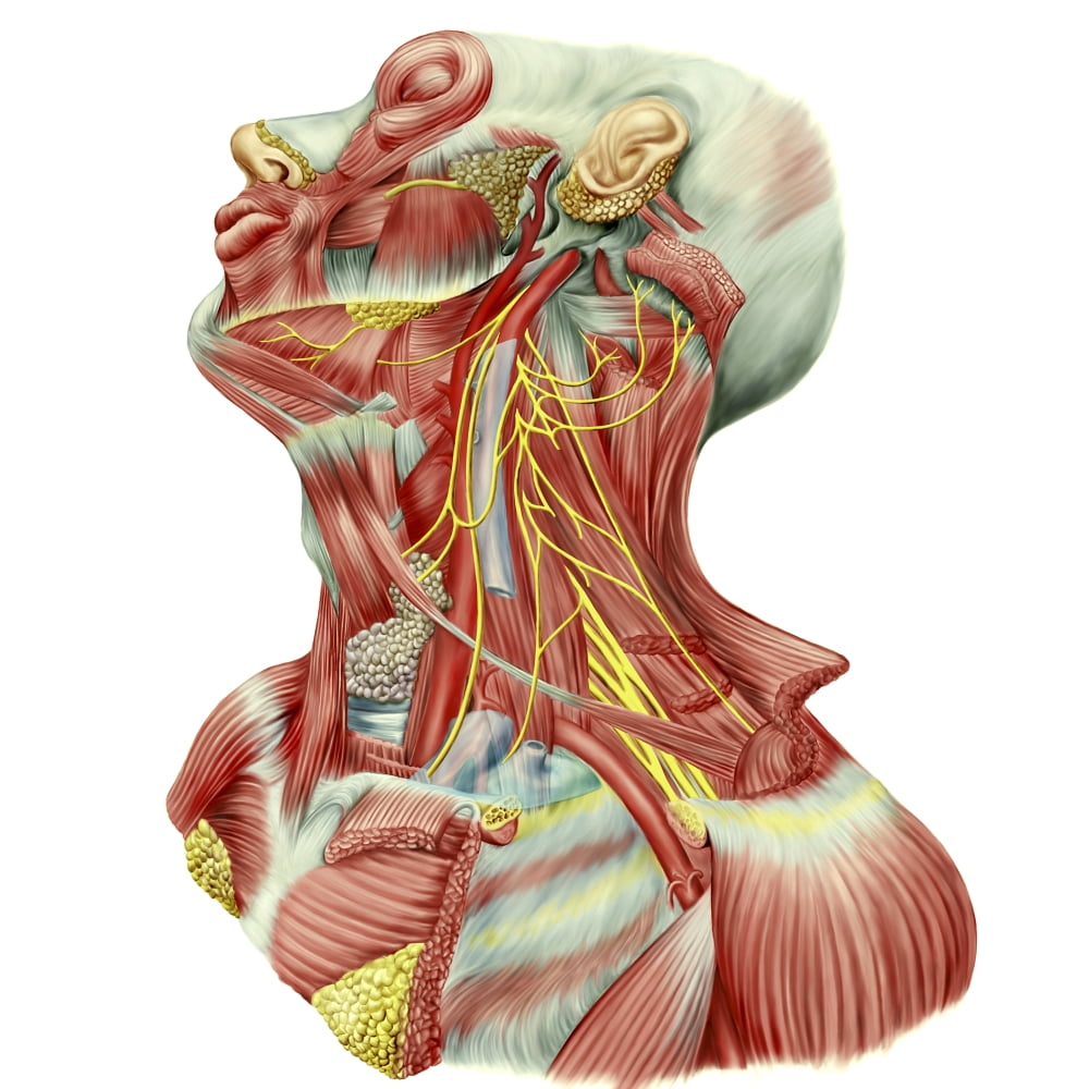 Detailed dissection view of human neck Canvas Art - Stocktrek Images (28 x 28)
