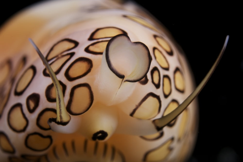 Detailed view of a Flamingo Tongue Snail Canvas Art - Terry MooreStocktrek Images (18 x 12)