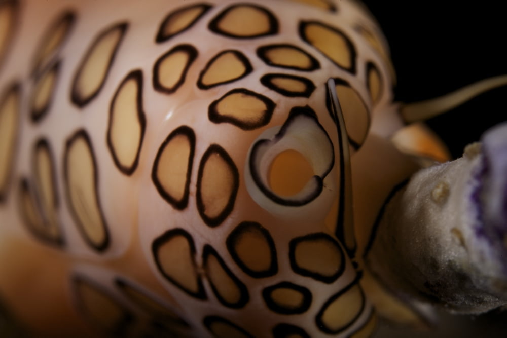 Detailed view of a Flamingo Tongue Snail Canvas Art - Terry MooreStocktrek Images (18 x 12)