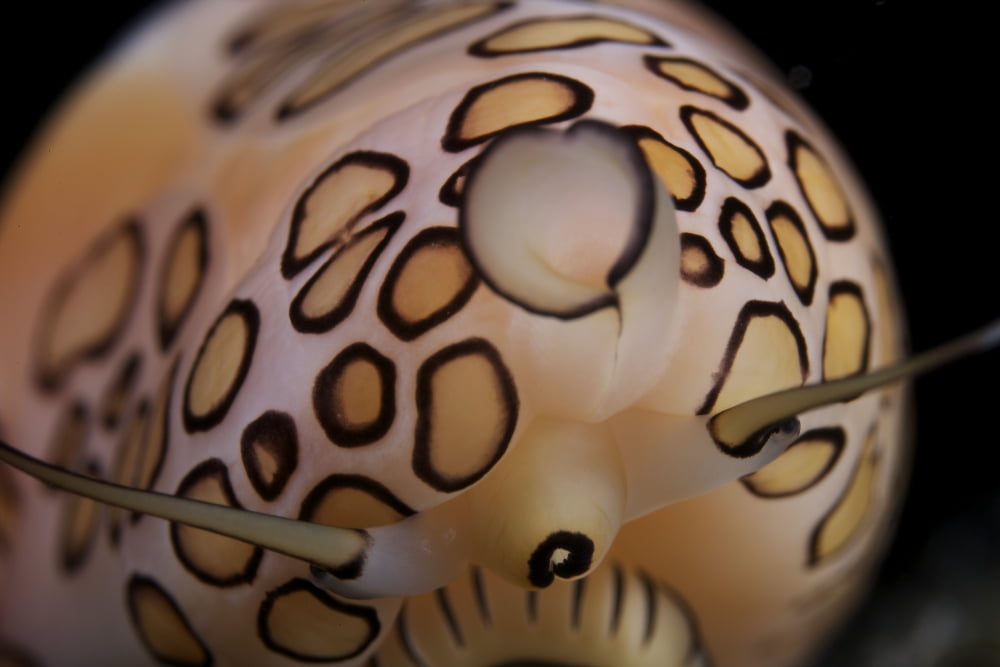 Detailed view of a Flamingo Tongue Snail Canvas Art - Terry MooreStocktrek Images (18 x 12)