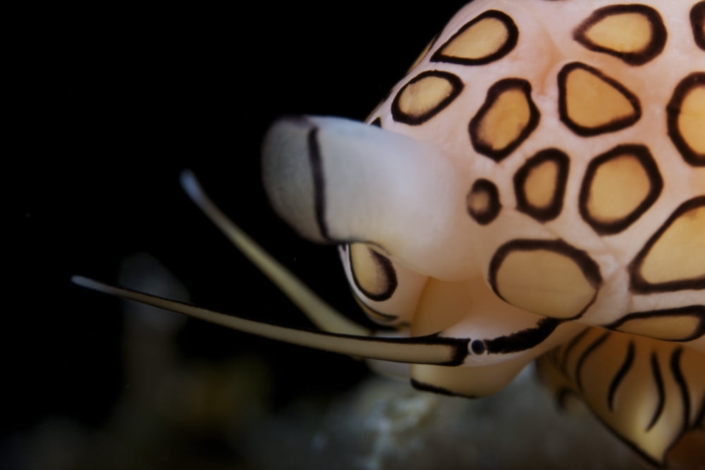 Detailed view of a Flamingo Tongue Snail Canvas Art - Terry MooreStocktrek Images (35 x 23)