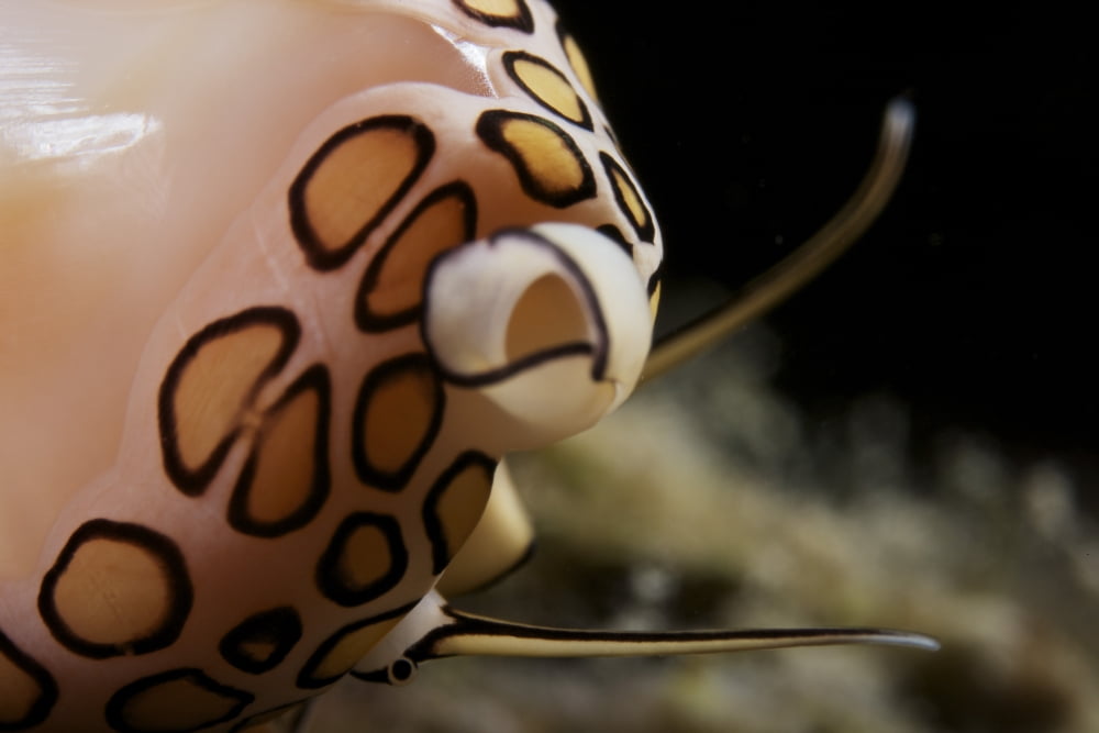 Detailed view of a Flamingo Tongue Snail Canvas Art - Terry MooreStocktrek Images (35 x 23)
