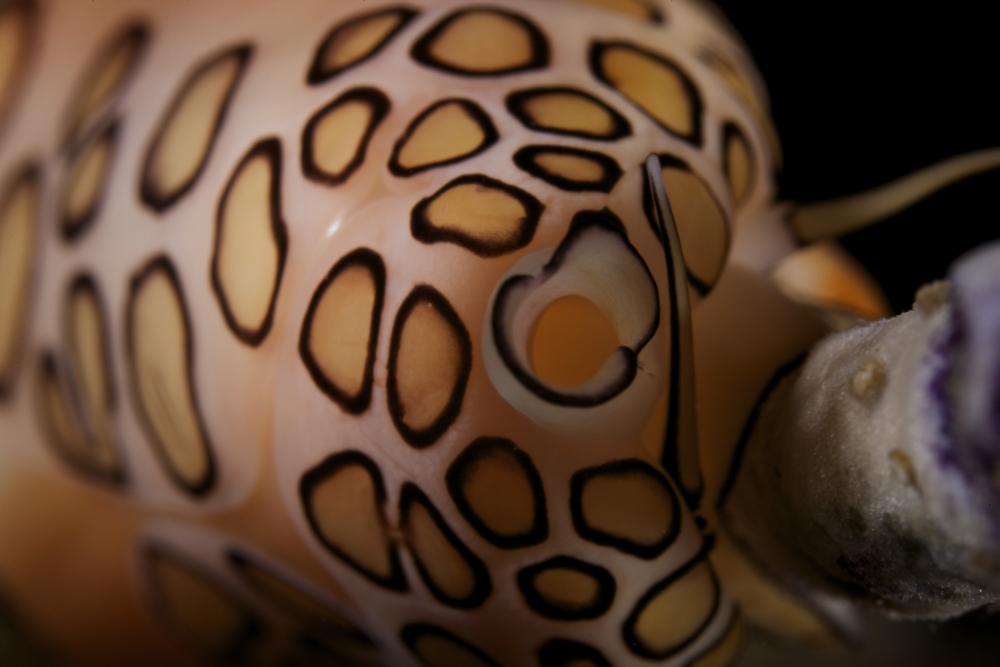Detailed view of a Flamingo Tongue Snail Canvas Art - Terry MooreStocktrek Images (35 x 23)