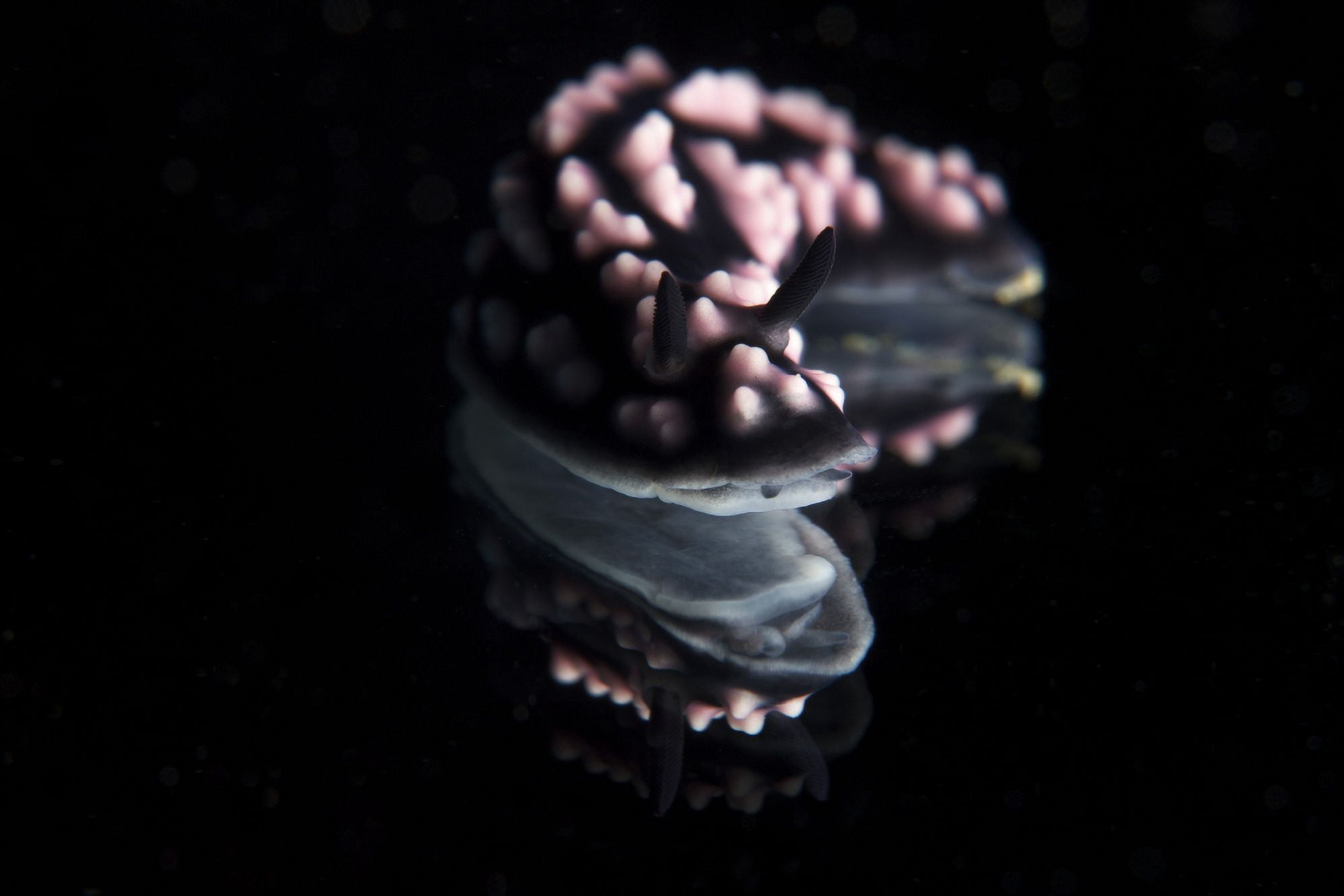 Detailed view of a beautiful nudibranch reflection captured on a mirror Canvas Art - Terry MooreStocktrek Images (18 x 12)
