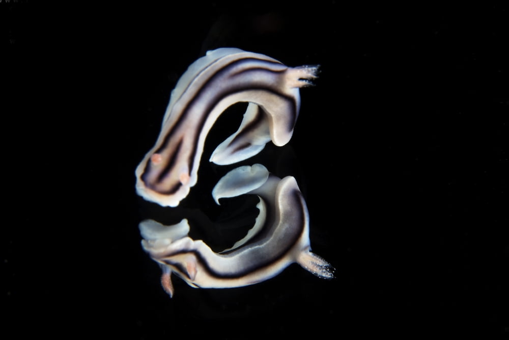 Detailed view of a beautiful nudibranch reflection captured on a mirror Canvas Art - Terry MooreStocktrek Images (18 x 12)