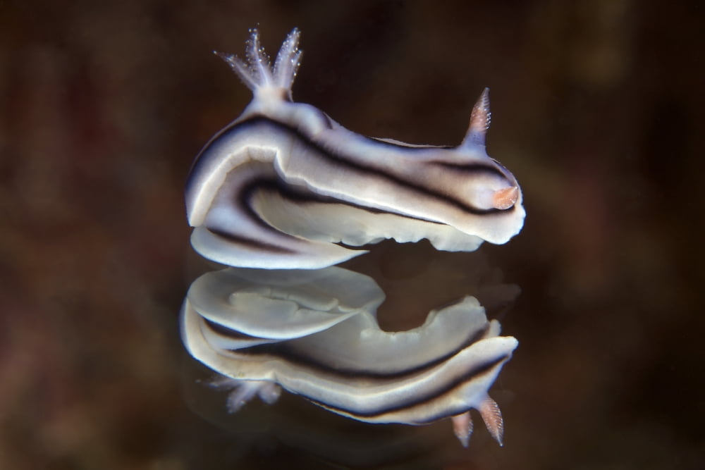 Detailed view of a beautiful nudibranch reflection captured on a mirror Canvas Art - Terry MooreStocktrek Images (35 x 23)