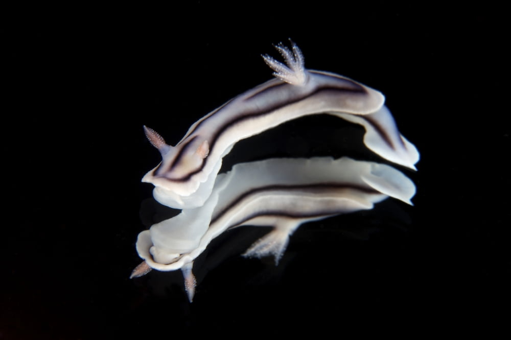 Detailed view of a beautiful nudibranch reflection captured on a mirror Canvas Art - Terry MooreStocktrek Images (35 x 23)