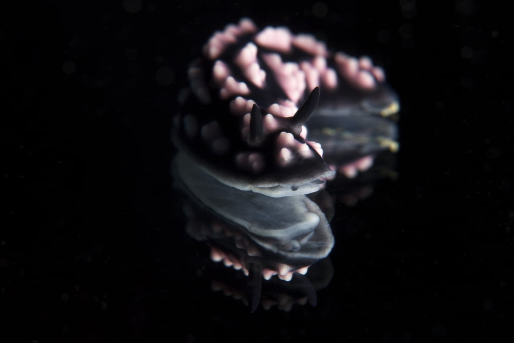 Detailed view of a beautiful nudibranch reflection captured on a mirror Canvas Art - Terry MooreStocktrek Images (35 x 23)