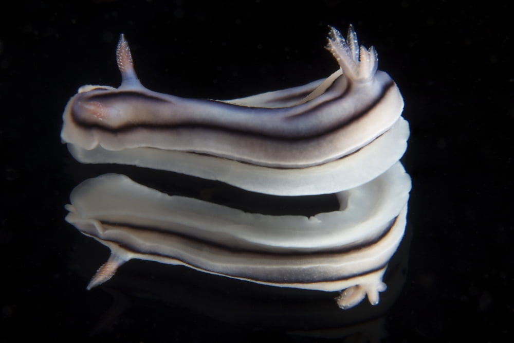 Detailed view of a beautiful nudibranch reflection captured on a mirror Canvas Art - Terry MooreStocktrek Images (35 x 23)