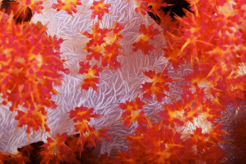Detailed view of soft coral revealing the spicules that give stability to its form Fiji Canvas Art - Terry MooreStocktrek Images (35 x 23)