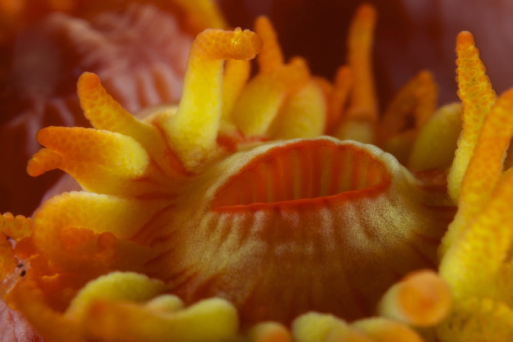 Detailed view of yellow tube coral (Tubastrea) polyps mouth Canvas Art - Terry MooreStocktrek Images (35 x 23)