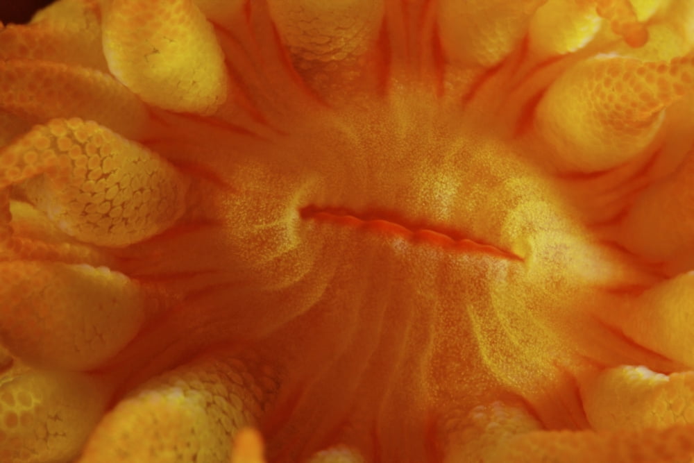 Detailed view of yellow tube coral (Tubastrea) polyps mouth Canvas Art - Terry MooreStocktrek Images (35 x 23)