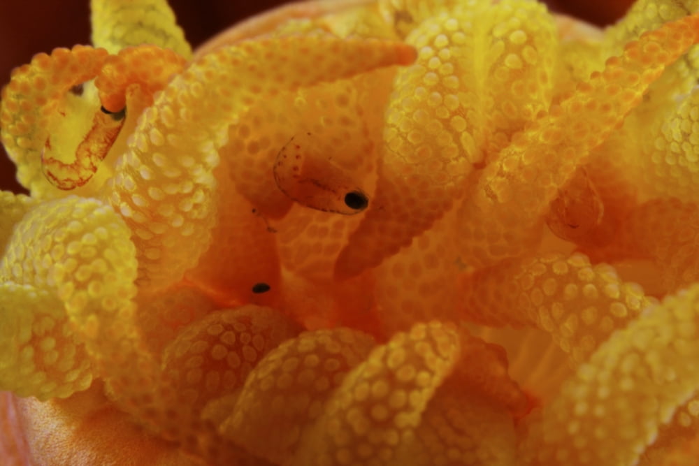 Detailed view of yellow tube coral (Tubastrea) polyps with parasites Canvas Art - Terry MooreStocktrek Images (18 x 12)